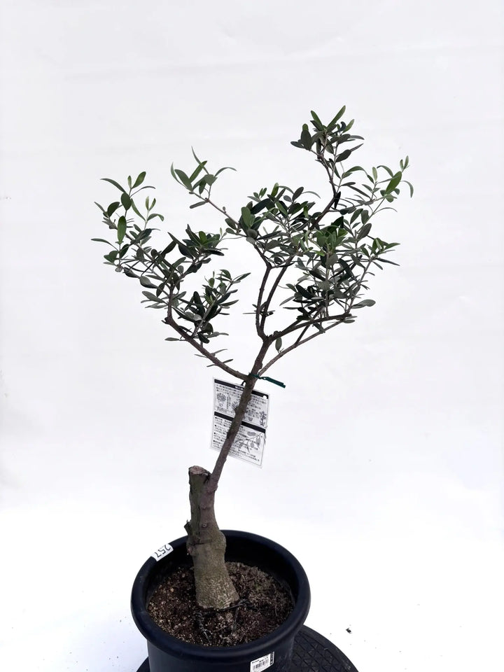 超絶品。オリーブ ルッカ◎実だくさん2.7M(鉢底から) NEWルッカ（オリーブの木）｜Mサイズ｜K-257｜約90cm｜人気・寒冷地OK