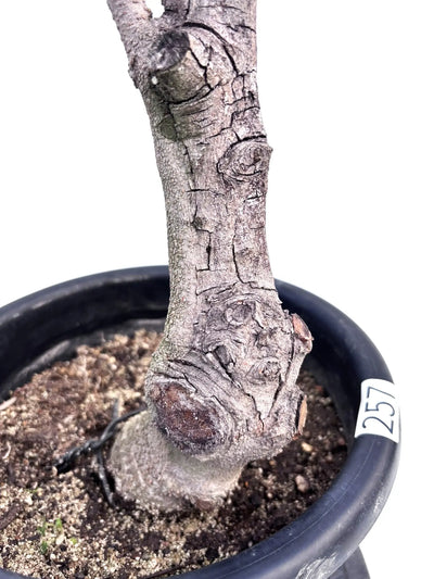 NEWルッカ（オリーブの木）｜Mサイズ｜K-257｜約90cm｜人気・寒冷地OK・初心者向き