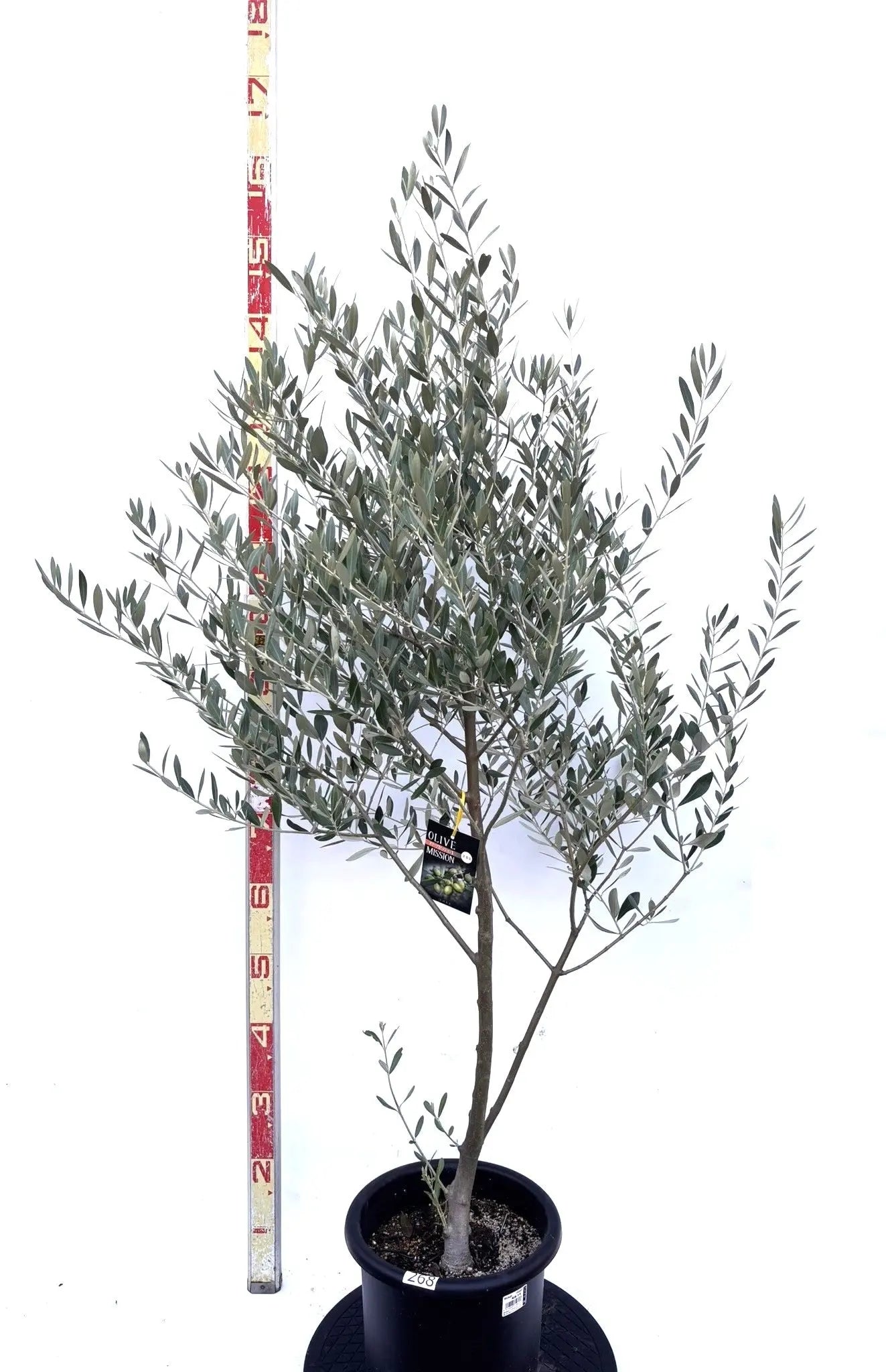 NEWミッション（オリーブの木）｜Mサイズ｜K-268｜約140cm｜人気・直立型・シンボルツリー向き 株式会社鶴亀園