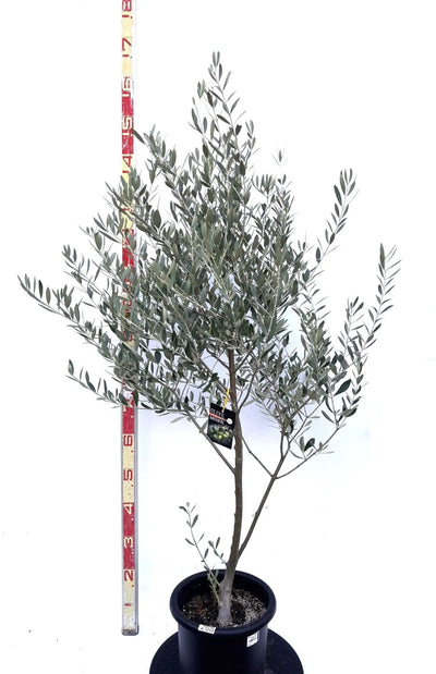 NEWミッション（オリーブの木）｜Mサイズ｜K-268｜約140cm｜人気・直立型・シンボルツリー向き 株式会社鶴亀園