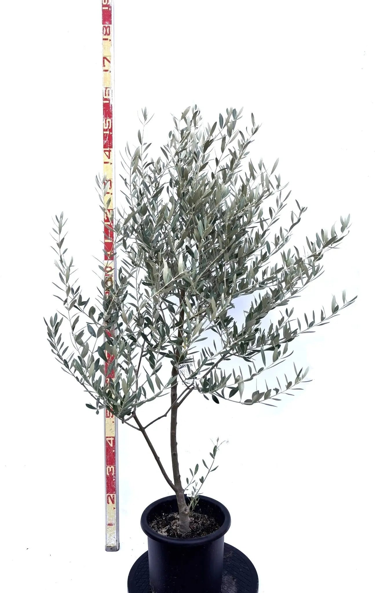 NEWミッション（オリーブの木）｜Mサイズ｜K-268｜約140cm｜人気・直立型・シンボルツリー向き 株式会社鶴亀園