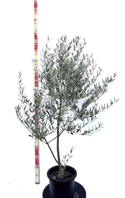 NEWミッション（オリーブの木）｜Mサイズ｜K-268｜約140cm｜人気・直立型・シンボルツリー向き 株式会社鶴亀園