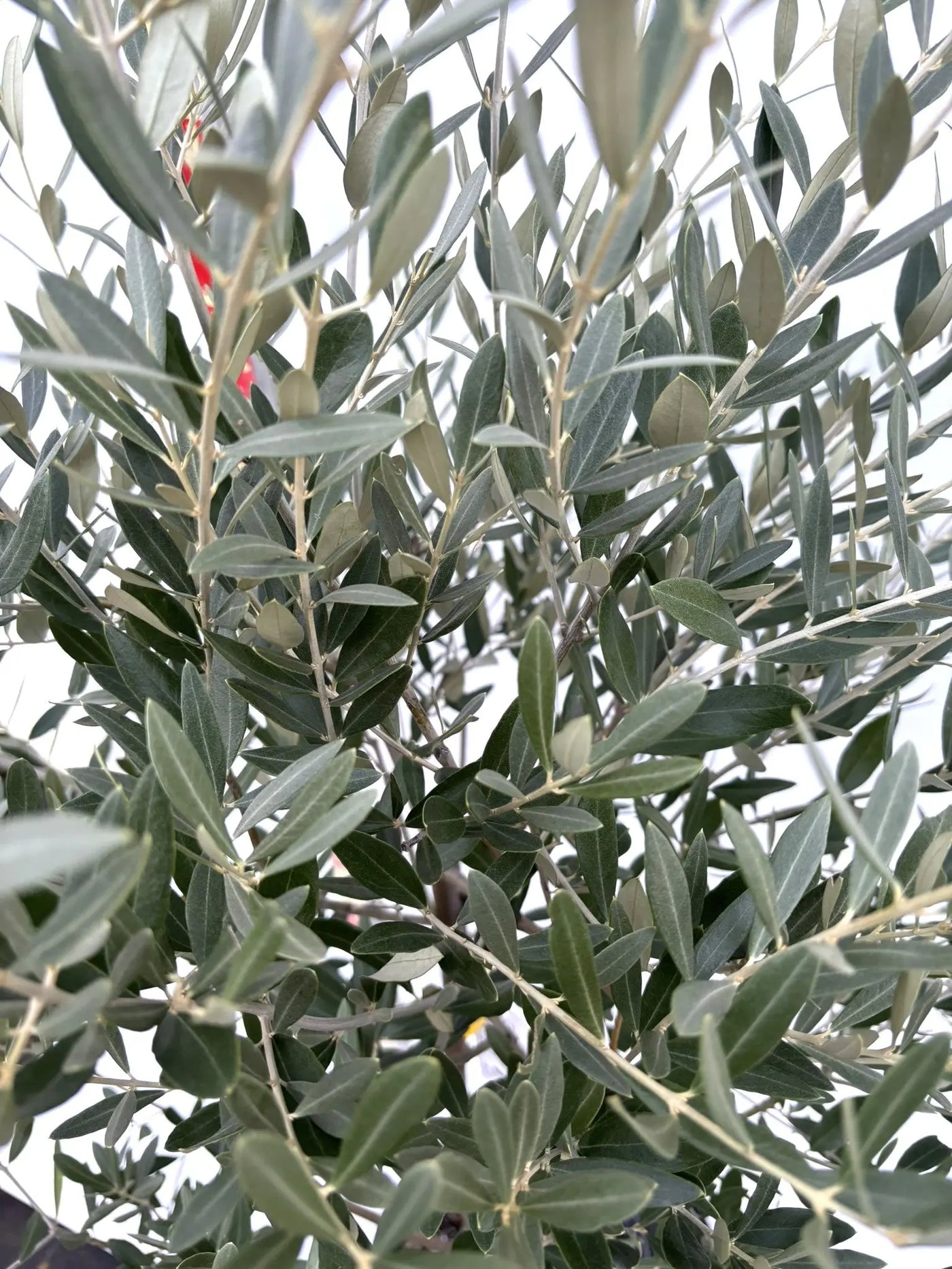 NEWミッション（オリーブの木）｜Mサイズ｜K-268｜約140cm｜人気・直立型・シンボルツリー向き 株式会社鶴亀園