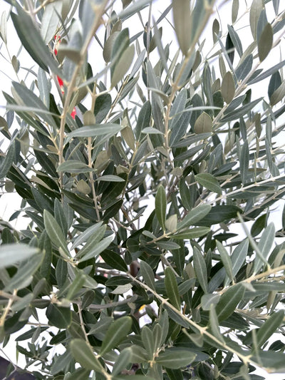 NEWミッション（オリーブの木）｜Mサイズ｜K-268｜約140cm｜人気・直立型・シンボルツリー向き 株式会社鶴亀園