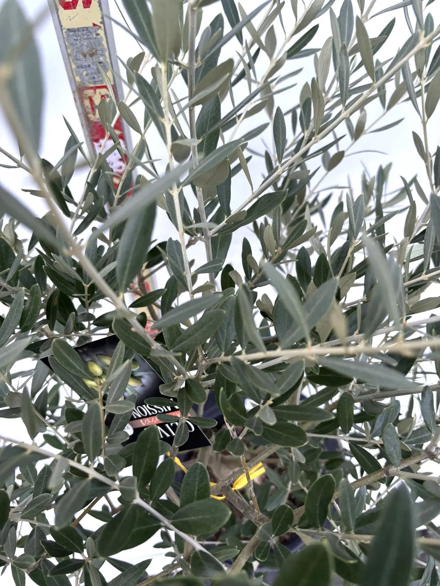 NEWミッション（オリーブの木）｜Mサイズ｜K-269｜約120cm｜人気・直立型・シンボルツリー向き 株式会社鶴亀園