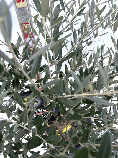 NEWミッション（オリーブの木）｜Mサイズ｜K-269｜約120cm｜人気・直立型・シンボルツリー向き 株式会社鶴亀園