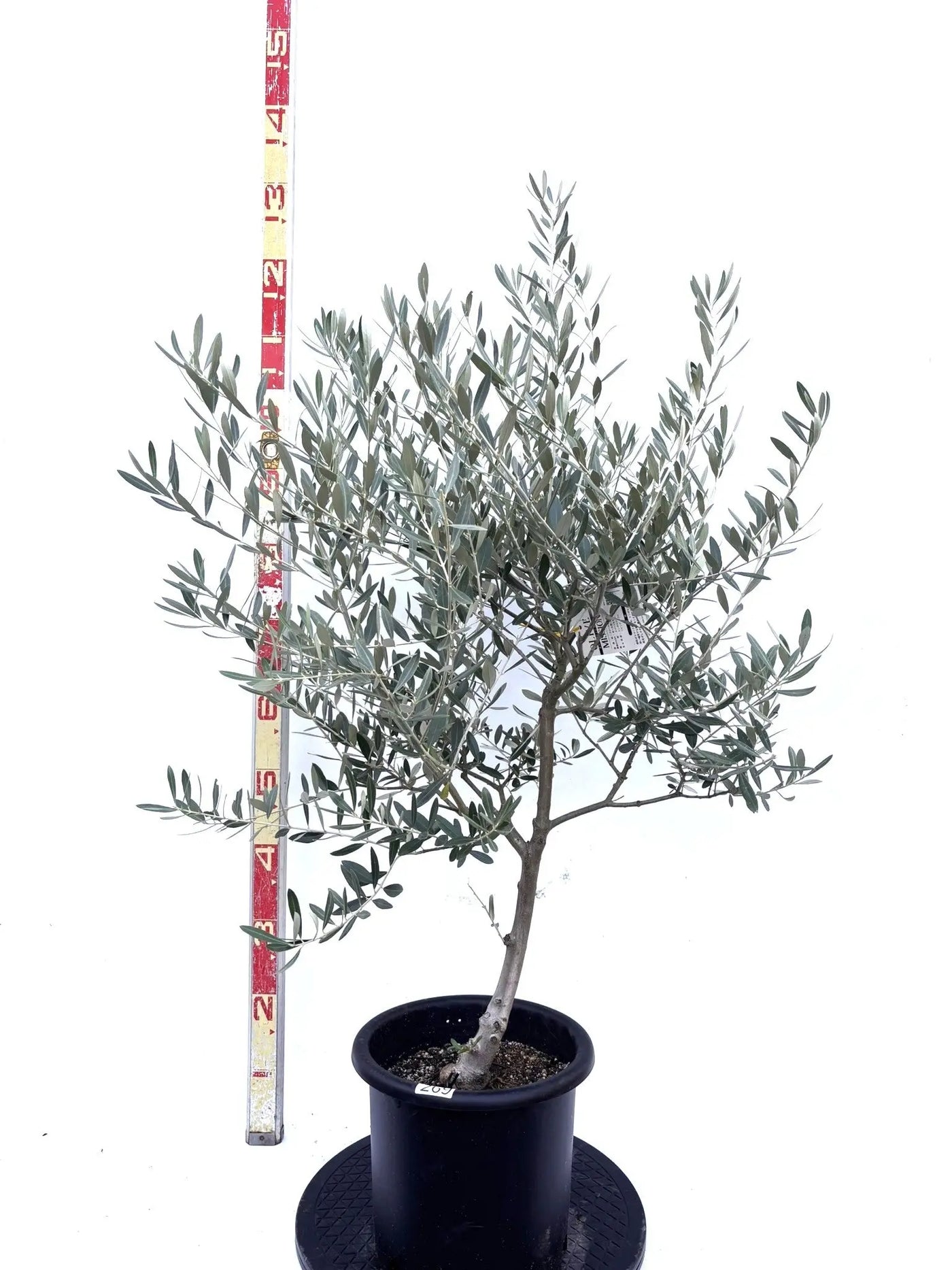 NEWミッション（オリーブの木）｜Mサイズ｜K-269｜約120cm｜人気・直立型・シンボルツリー向き 株式会社鶴亀園