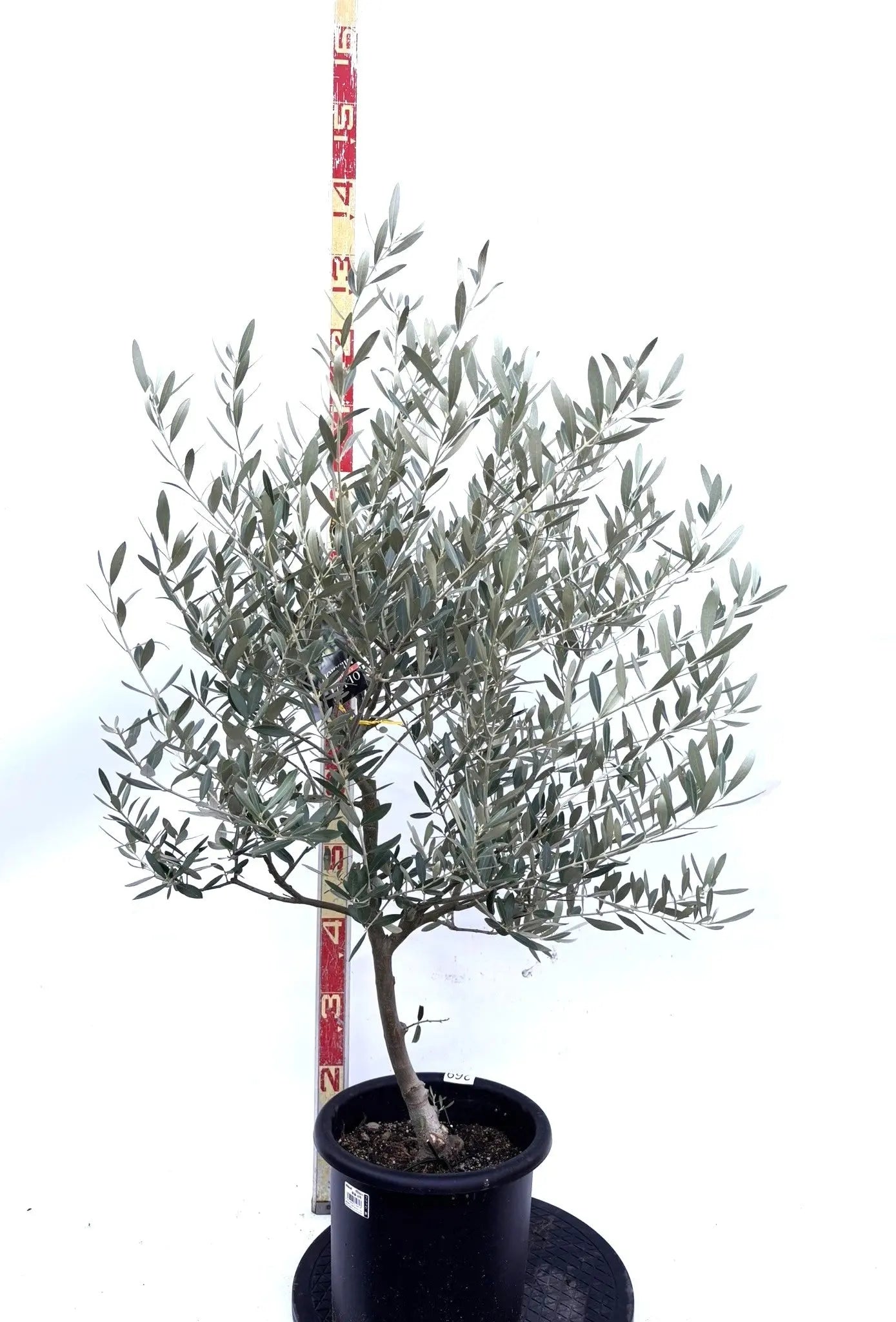 NEWミッション（オリーブの木）｜Mサイズ｜K-269｜約120cm｜人気・直立型・シンボルツリー向き 株式会社鶴亀園