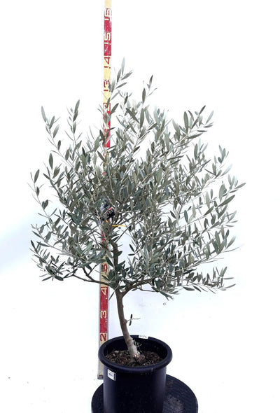 NEWミッション（オリーブの木）｜Mサイズ｜K-269｜約120cm｜人気・直立型・シンボルツリー向き 株式会社鶴亀園