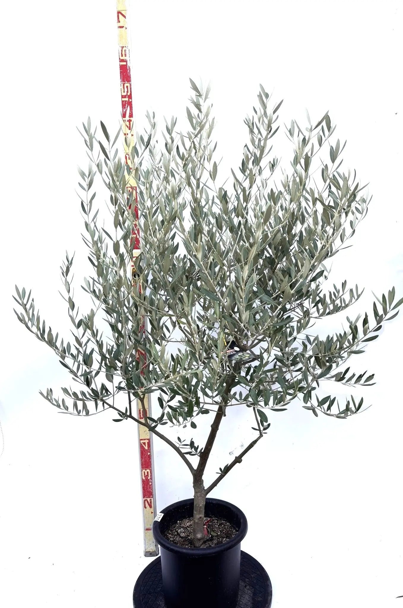 NEWミッション（オリーブの木）｜Mサイズ｜K-270｜約140cm｜人気・直立型・シンボルツリー向き 株式会社鶴亀園