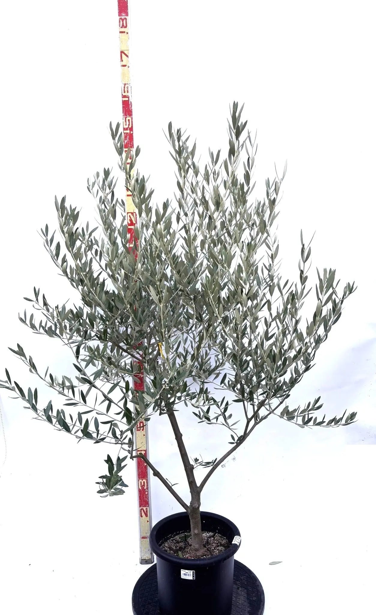 NEWミッション（オリーブの木）｜Mサイズ｜K-270｜約140cm｜人気・直立型・シンボルツリー向き 株式会社鶴亀園