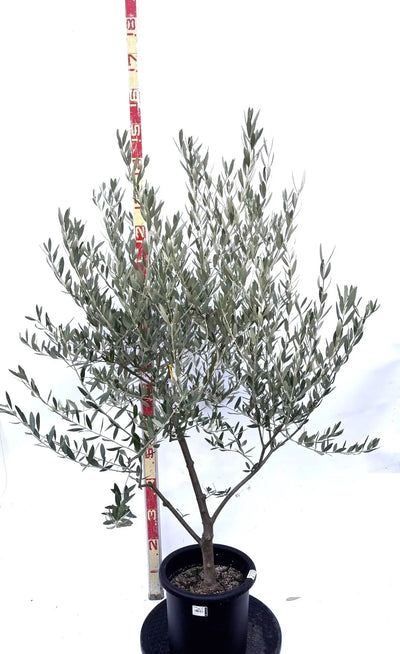 NEWミッション（オリーブの木）｜Mサイズ｜K-270｜約140cm｜人気・直立型・シンボルツリー向き 株式会社鶴亀園