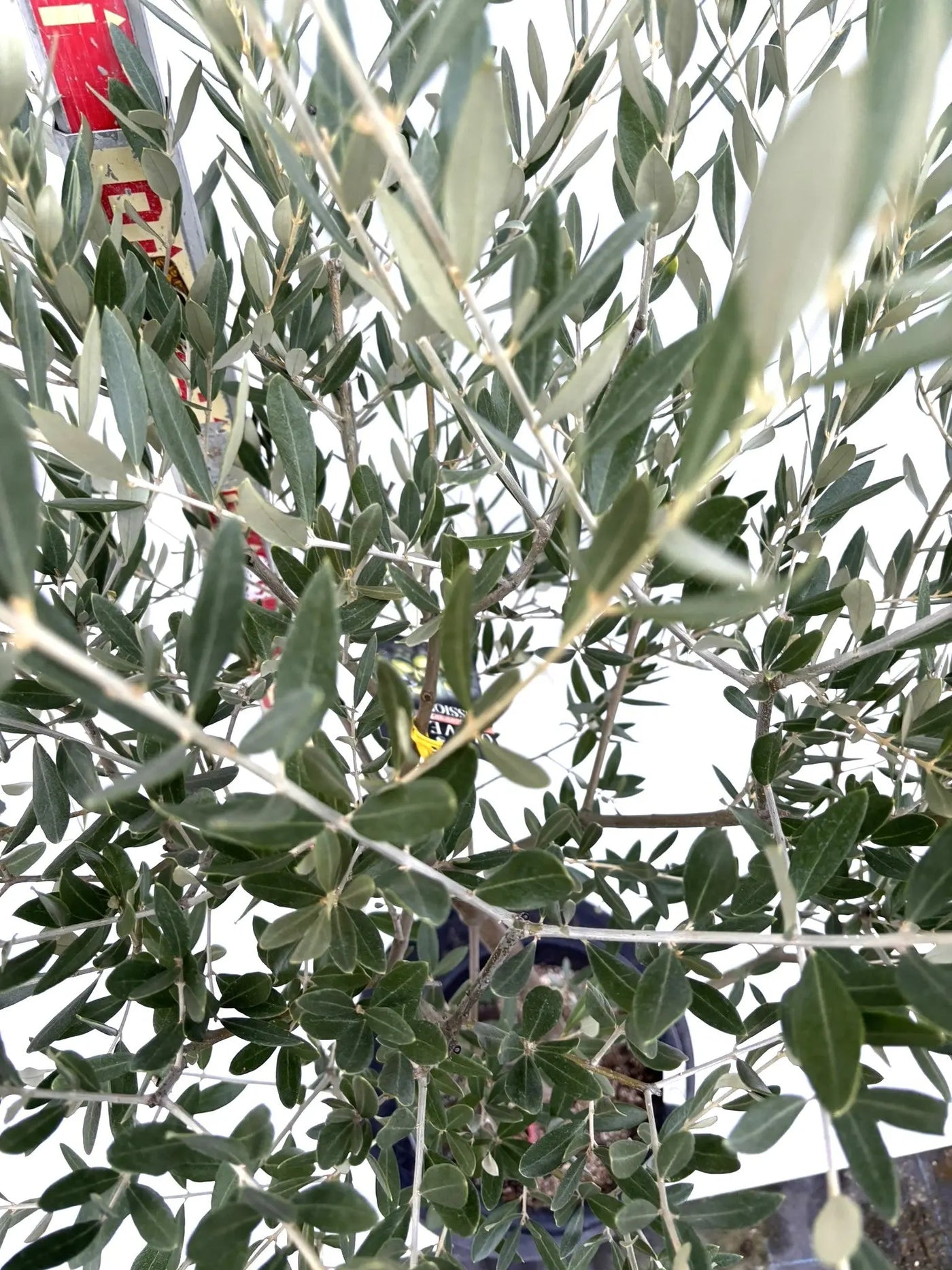 NEWミッション（オリーブの木）｜Mサイズ｜K-270｜約140cm｜人気・直立型・シンボルツリー向き 株式会社鶴亀園