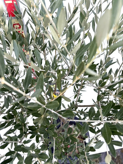 NEWミッション（オリーブの木）｜Mサイズ｜K-270｜約140cm｜人気・直立型・シンボルツリー向き 株式会社鶴亀園