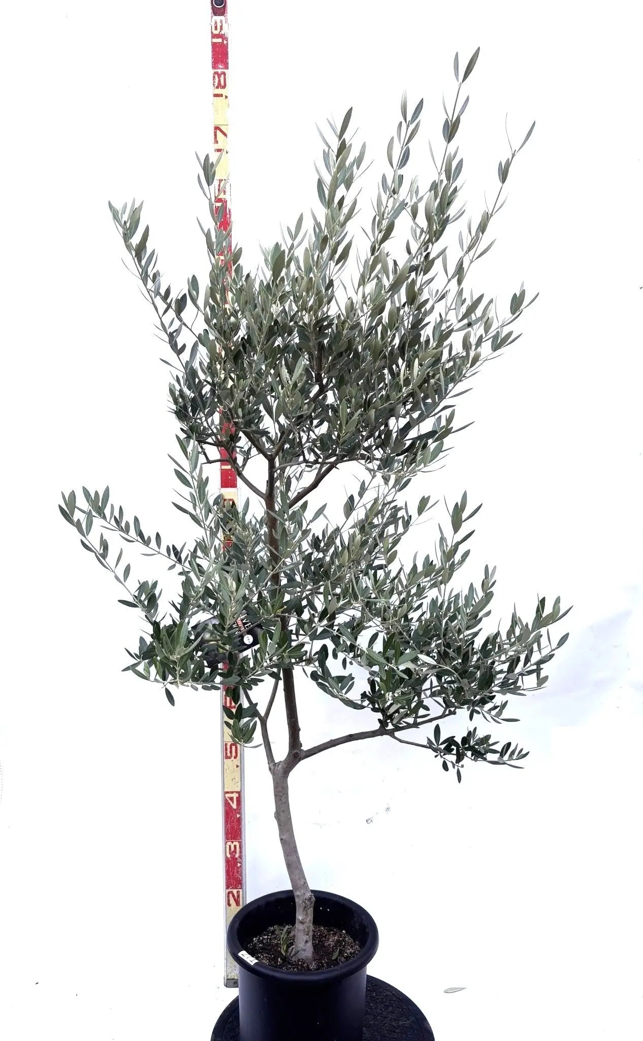 NEWミッション（オリーブの木）｜Mサイズ｜K-271｜約150cm｜人気・直立型・シンボルツリー向き 株式会社鶴亀園