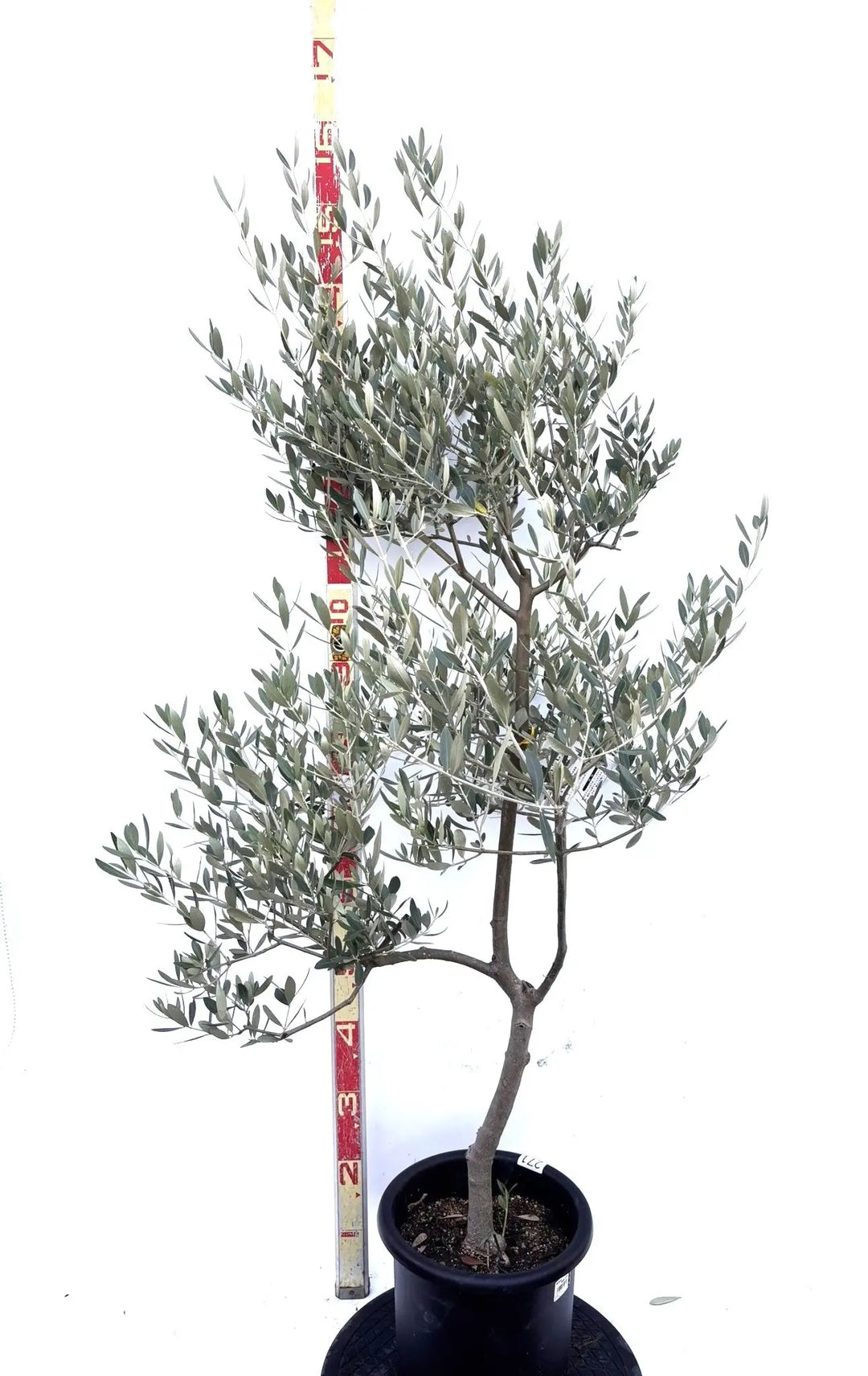 オリーブの木【SOUJU】ミッション 8寸美樹形 品質抜群！ シンボルツリーにも オリーブの木【SOUJU】ミッション 8寸美樹形 品質抜群！ シンボル