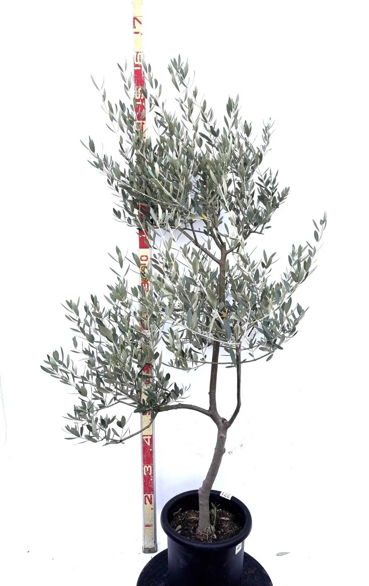 NEWミッション（オリーブの木）｜Mサイズ｜K-271｜約150cm｜人気・直立型・シンボルツリー向き 株式会社鶴亀園