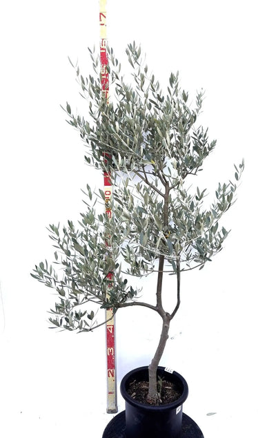 NEWミッション（オリーブの木）｜Mサイズ｜K-271｜約150cm｜人気・直立型・シンボルツリー向き 株式会社鶴亀園