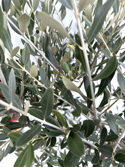 NEWミッション（オリーブの木）｜Mサイズ｜K-271｜約150cm｜人気・直立型・シンボルツリー向き 株式会社鶴亀園