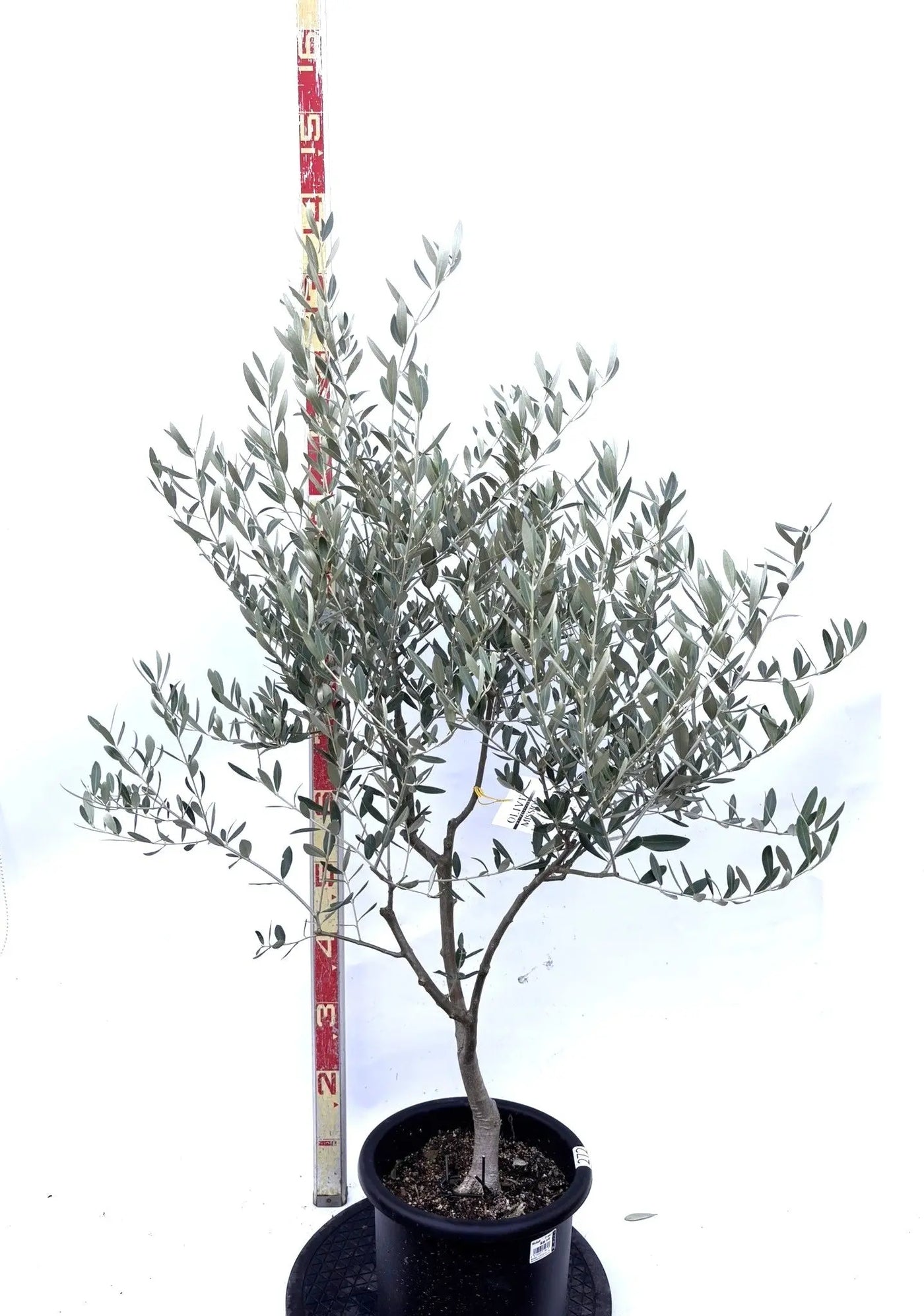 NEWミッション（オリーブの木）｜Mサイズ｜K-272｜約130cm｜人気・直立型・シンボルツリー向き 株式会社鶴亀園