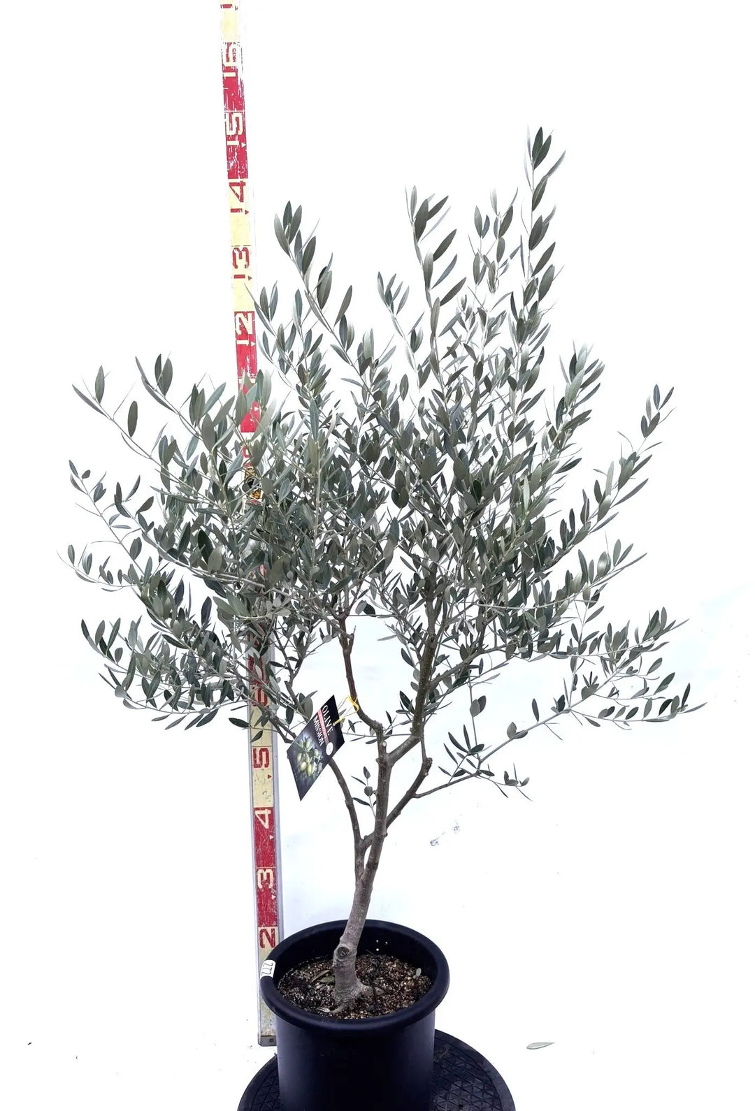 オリーブの木（全商品）｜写真の木をそのままお届け［現品販売］｜鶴亀