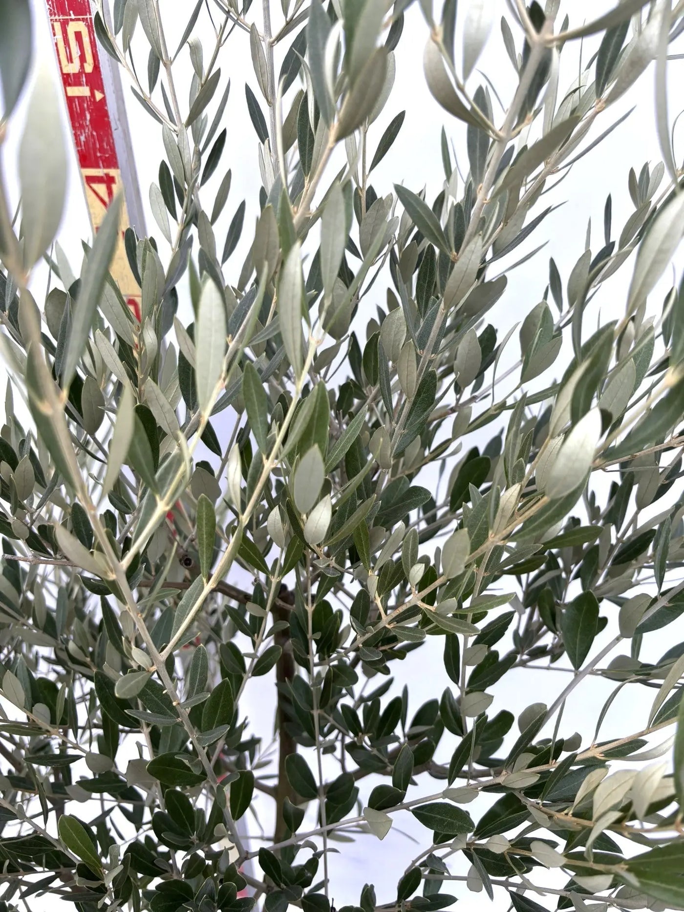 NEWミッション（オリーブの木）｜Mサイズ｜K-273｜約170cm｜人気・直立型・シンボルツリー向き 株式会社鶴亀園