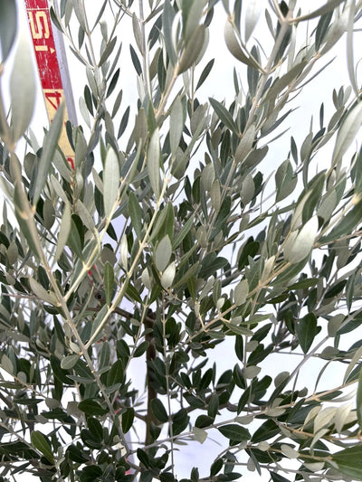 NEWミッション（オリーブの木）｜Mサイズ｜K-273｜約170cm｜人気・直立型・シンボルツリー向き 株式会社鶴亀園