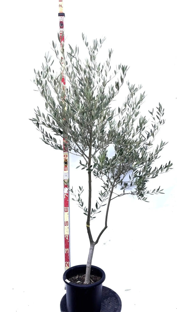 NEWミッション（オリーブの木）｜Mサイズ｜K-273｜約170cm｜人気・直立