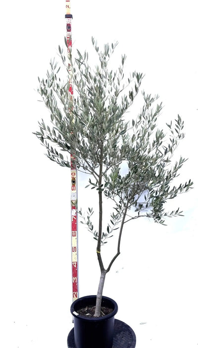 NEWミッション（オリーブの木）｜Mサイズ｜K-273｜約170cm｜人気・直立型・シンボルツリー向き 株式会社鶴亀園