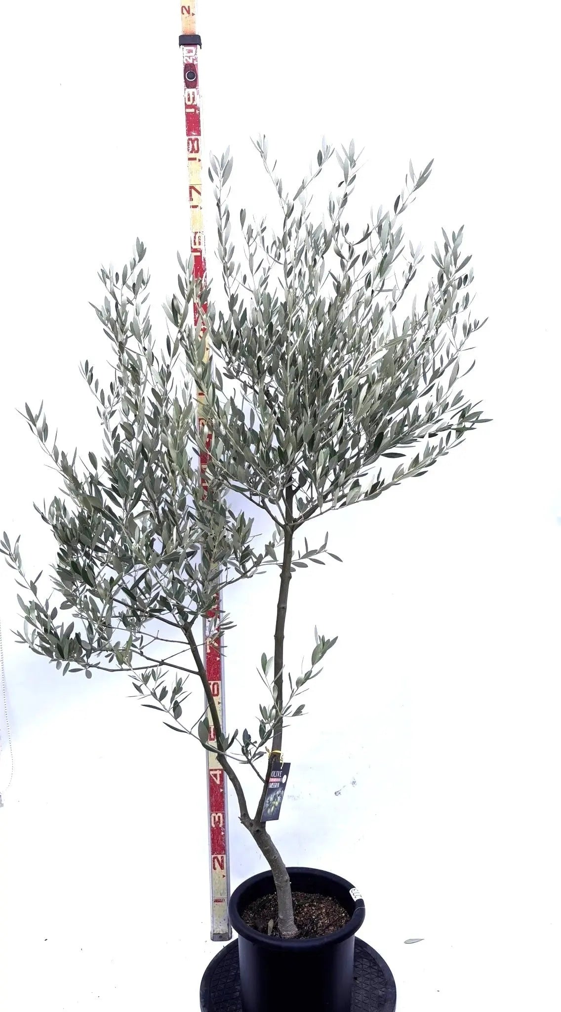 NEWミッション（オリーブの木）｜Mサイズ｜K-273｜約170cm｜人気・直立型・シンボルツリー向き 株式会社鶴亀園