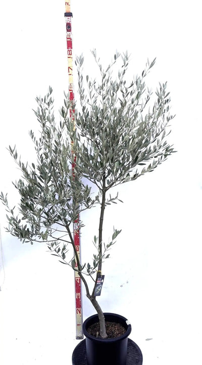 NEWミッション（オリーブの木）｜Mサイズ｜K-273｜約170cm｜人気・直立型・シンボルツリー向き 株式会社鶴亀園