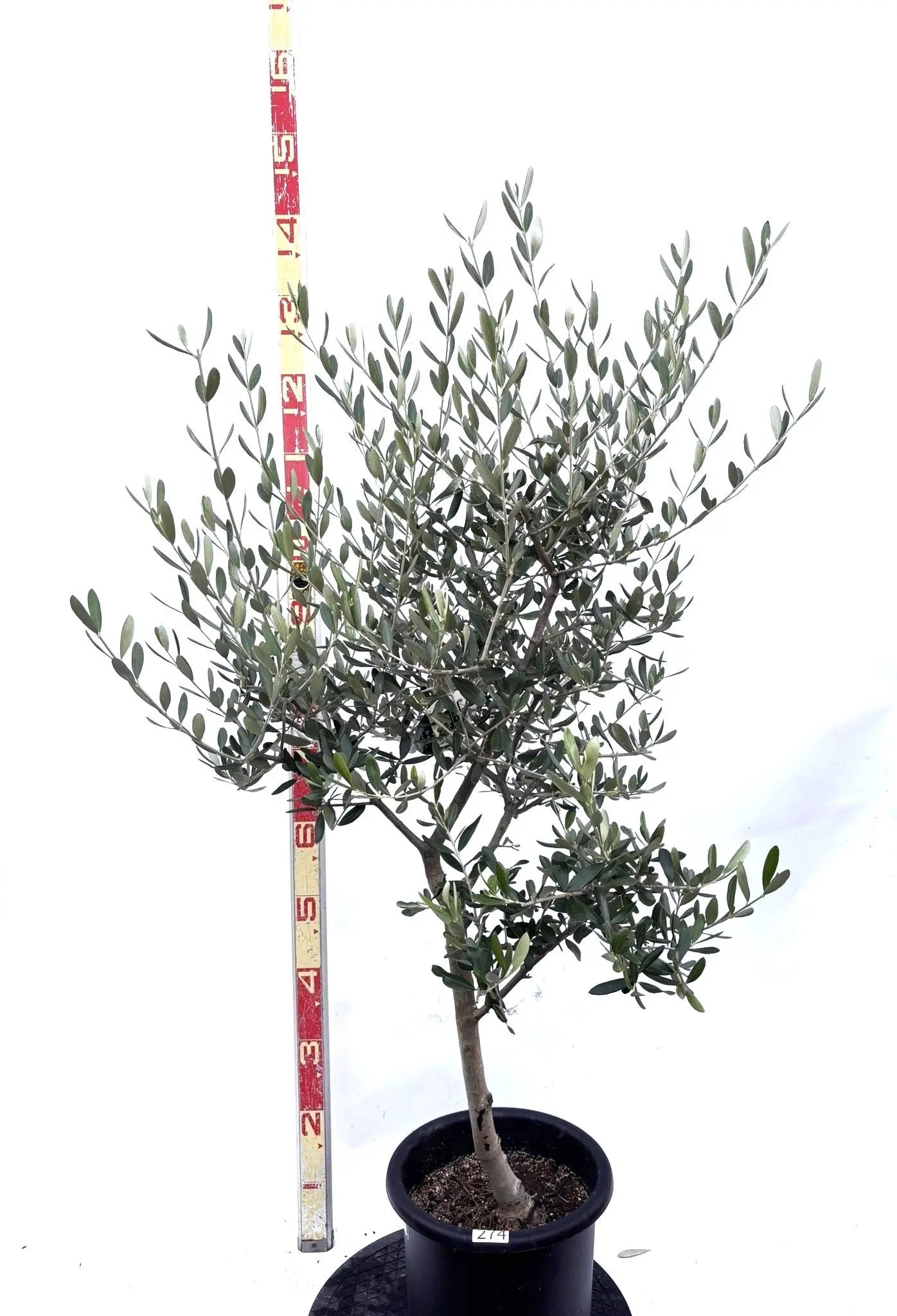 NEWルッカ（オリーブの木）｜Mサイズ｜K-274｜約130cm｜人気・寒冷地OK・初心者向き 株式会社鶴亀園