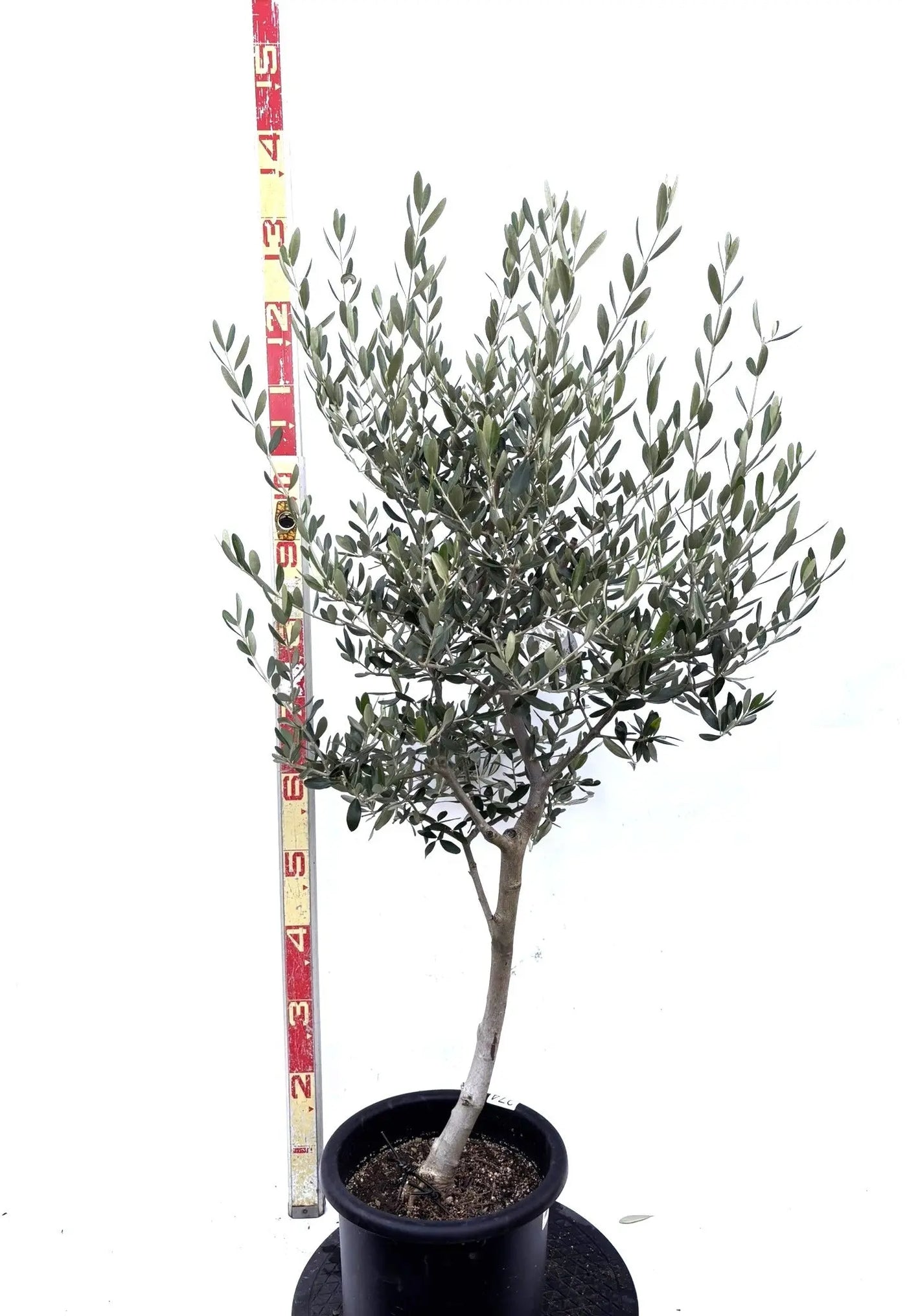 NEWルッカ（オリーブの木）｜Mサイズ｜K-274｜約130cm｜人気・寒冷地OK・初心者向き 株式会社鶴亀園