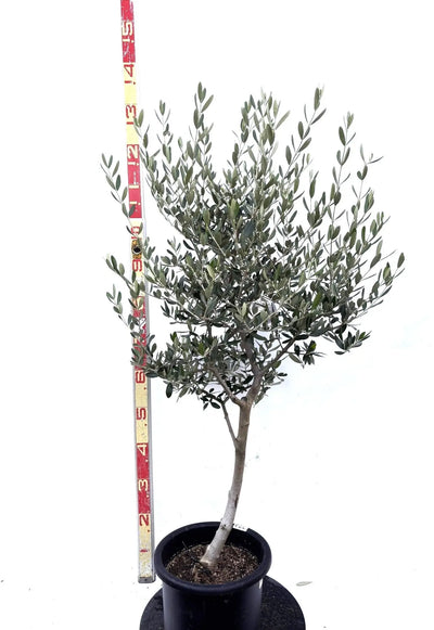 NEWルッカ（オリーブの木）｜Mサイズ｜K-274｜約130cm｜人気・寒冷地OK・初心者向き 株式会社鶴亀園