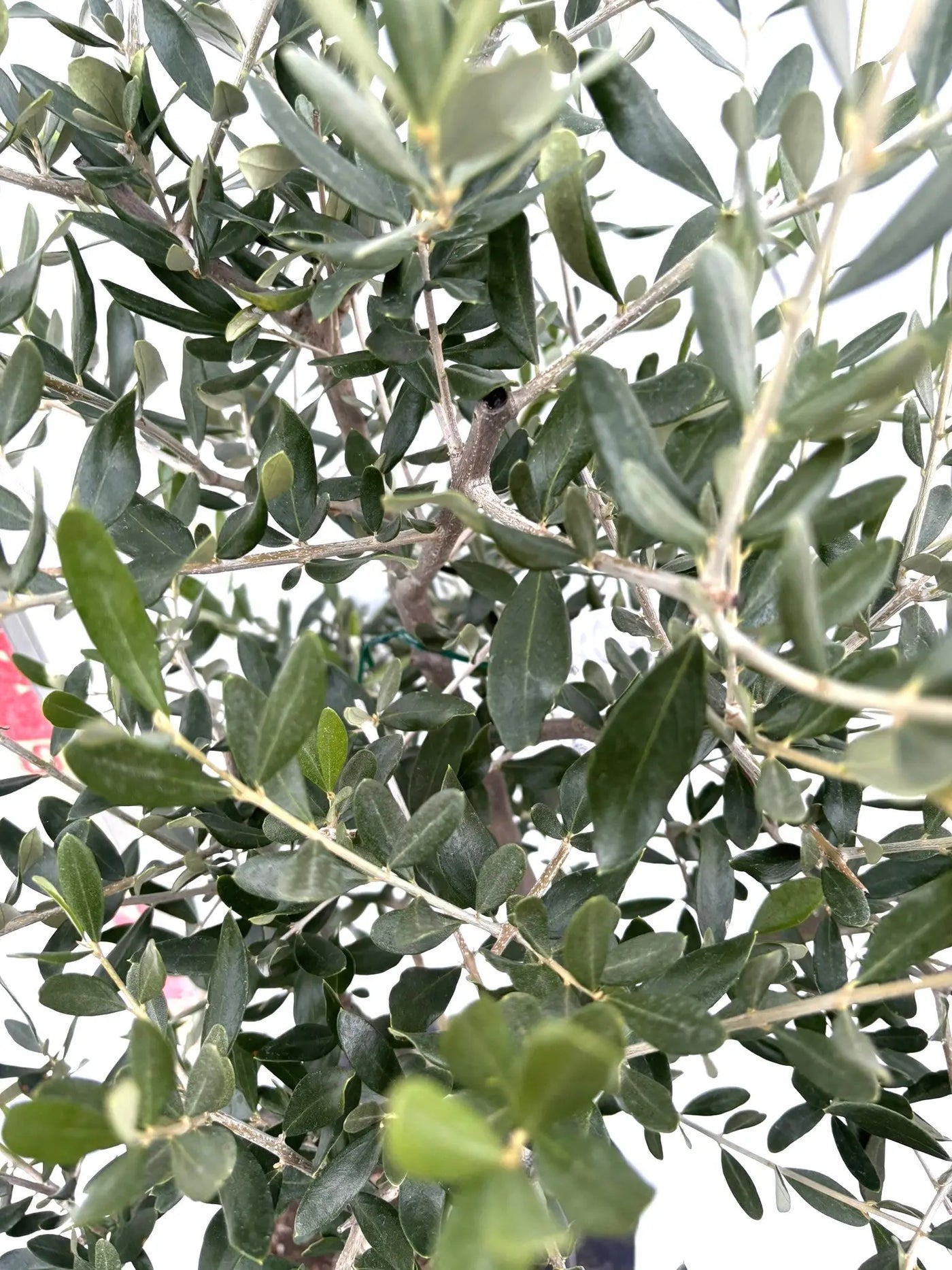 NEWルッカ（オリーブの木）｜Mサイズ｜K-274｜約130cm｜人気・寒冷地OK・初心者向き 株式会社鶴亀園