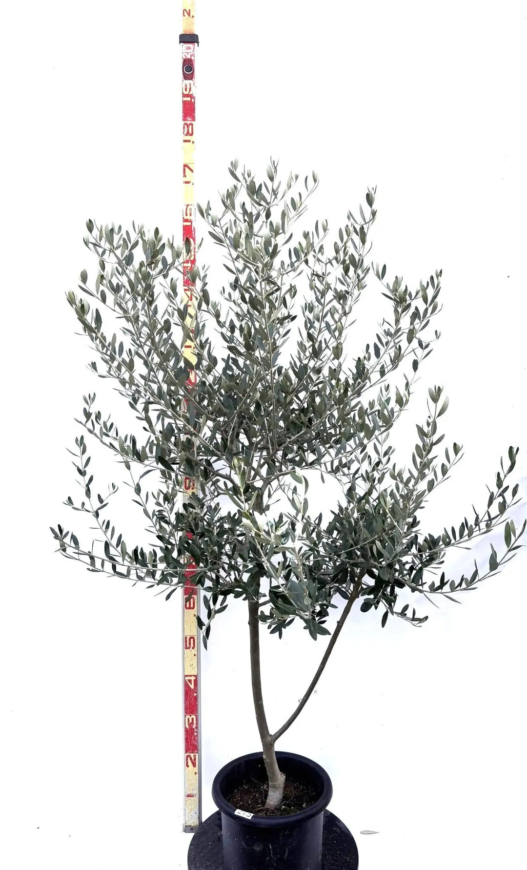 NEWルッカ（オリーブの木）｜Mサイズ｜K-275｜約150cm｜人気・寒冷地OK