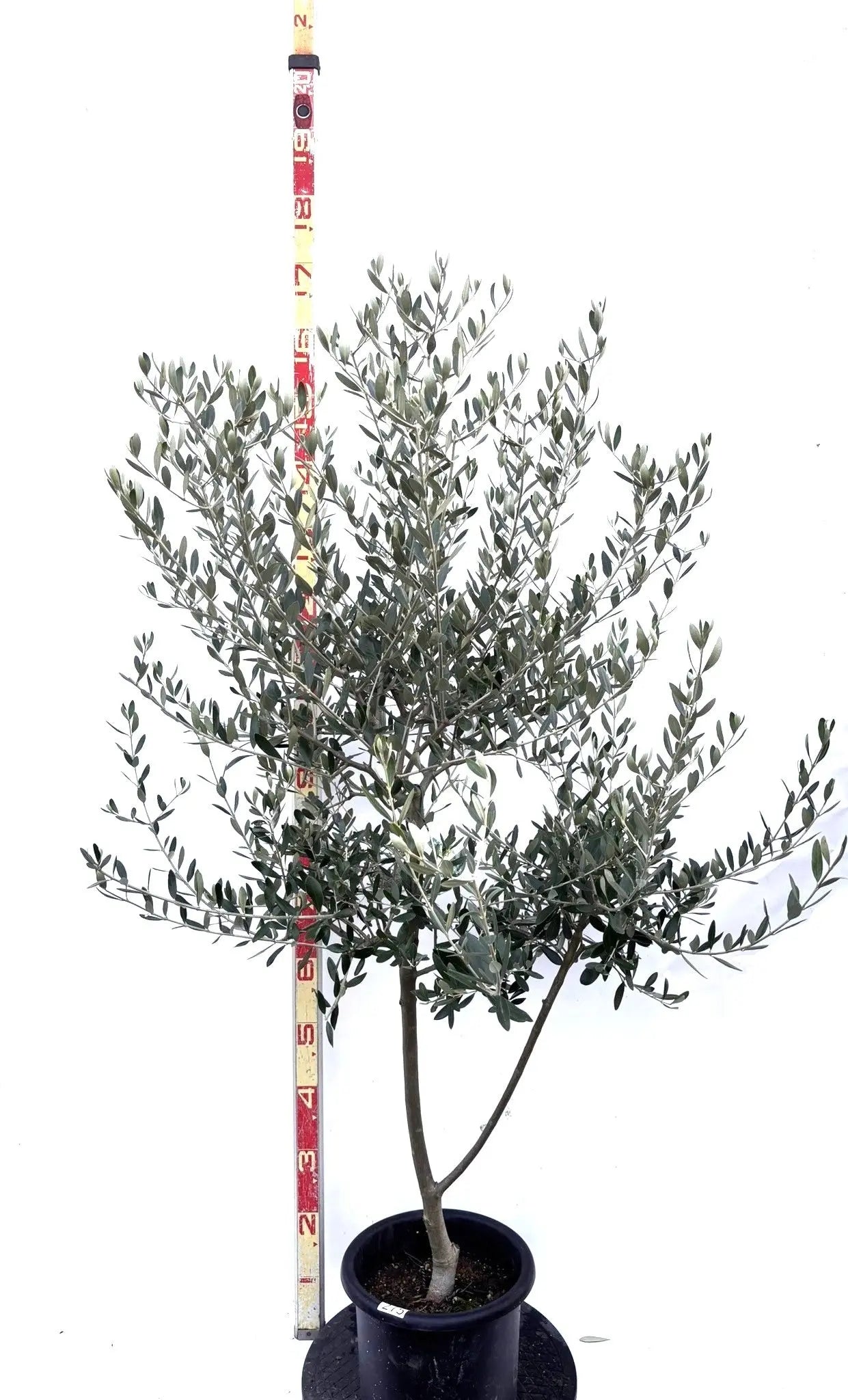 NEWルッカ（オリーブの木）｜Mサイズ｜K-275｜約150cm｜人気・寒冷地OK・初心者向き 株式会社鶴亀園