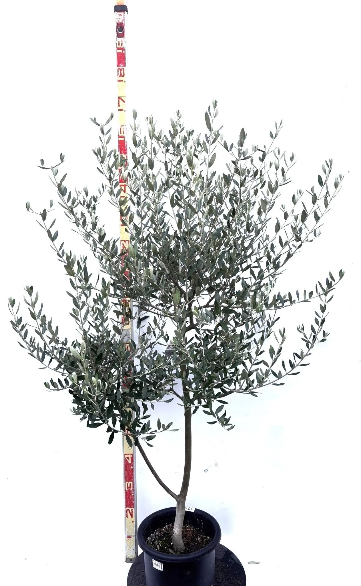 NEWルッカ（オリーブの木）｜Mサイズ｜K-275｜約150cm｜人気・寒冷地OK・初心者向き 株式会社鶴亀園