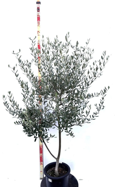 NEWルッカ（オリーブの木）｜Mサイズ｜K-275｜約150cm｜人気・寒冷地OK・初心者向き 株式会社鶴亀園