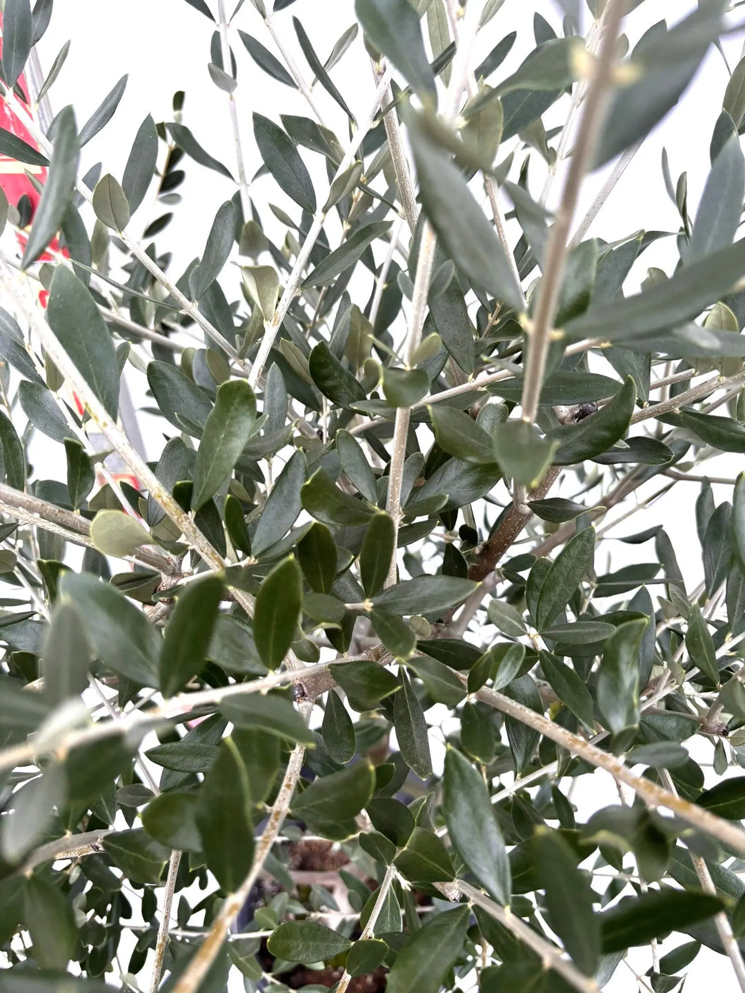 NEWルッカ（オリーブの木）｜Mサイズ｜K-275｜約150cm｜人気・寒冷地OK