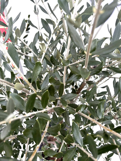 NEWルッカ（オリーブの木）｜Mサイズ｜K-275｜約150cm｜人気・寒冷地OK・初心者向き 株式会社鶴亀園