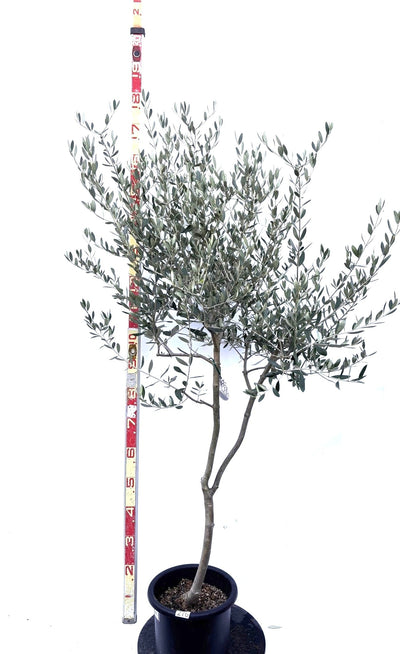 NEWルッカ（オリーブの木）｜Mサイズ｜K-276｜約160cm｜人気・寒冷地OK・初心者向き 株式会社鶴亀園