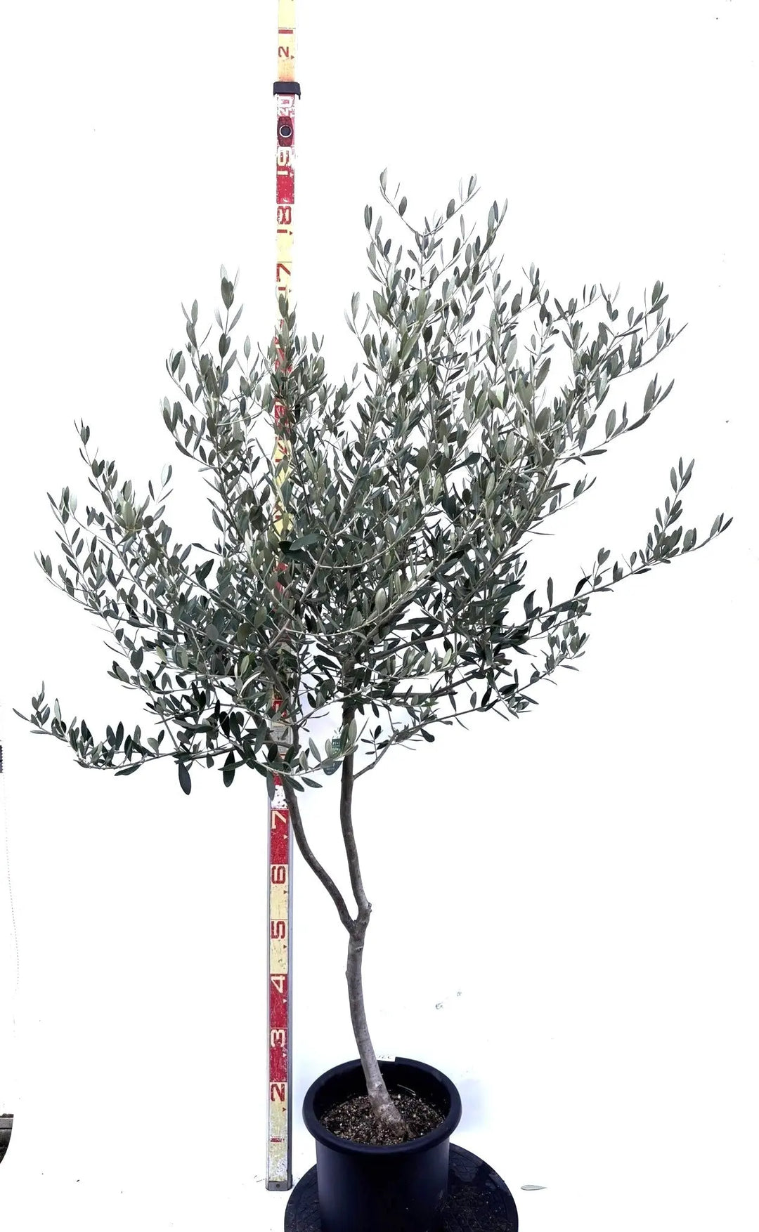 オリーブの木　ルッカ　7号　約160cm　NO.665　人気品種　現品掲載 法人限定】ルッカ（オリーブの木）｜XL｜NO.1893｜約180cm｜人気・寒冷