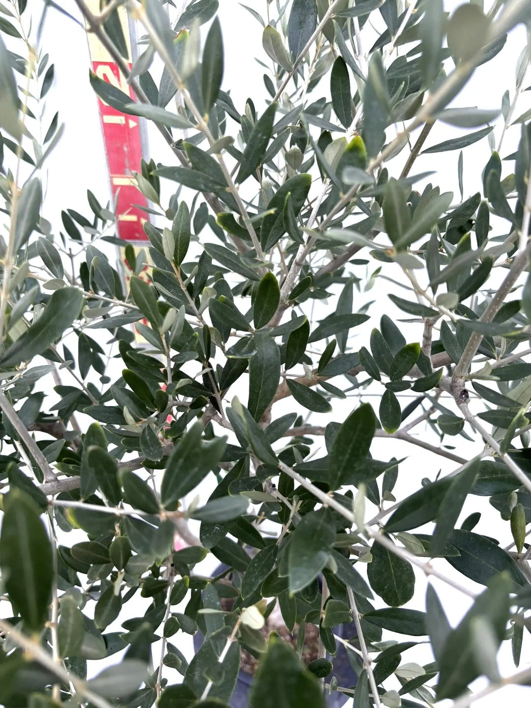 オリーブの木　ルッカ　8号　約90cm　K-256　人気品種　現品掲載 NEWルッカ（オリーブの木）｜Mサイズ｜K-276｜約160cm｜人気・寒冷地OK