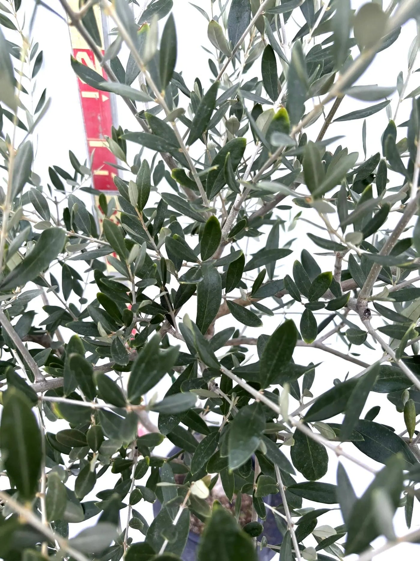 NEWルッカ（オリーブの木）｜Mサイズ｜K-276｜約160cm｜人気・寒冷地OK・初心者向き 株式会社鶴亀園