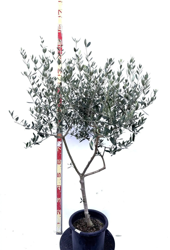 オリーブの木　ルッカ　7号　約140cm　NO.708　人気品種　現品掲載 ルッカ Lサイズ 約140cm K-168 オリーブの木 人気品種 - 株式会社鶴亀園