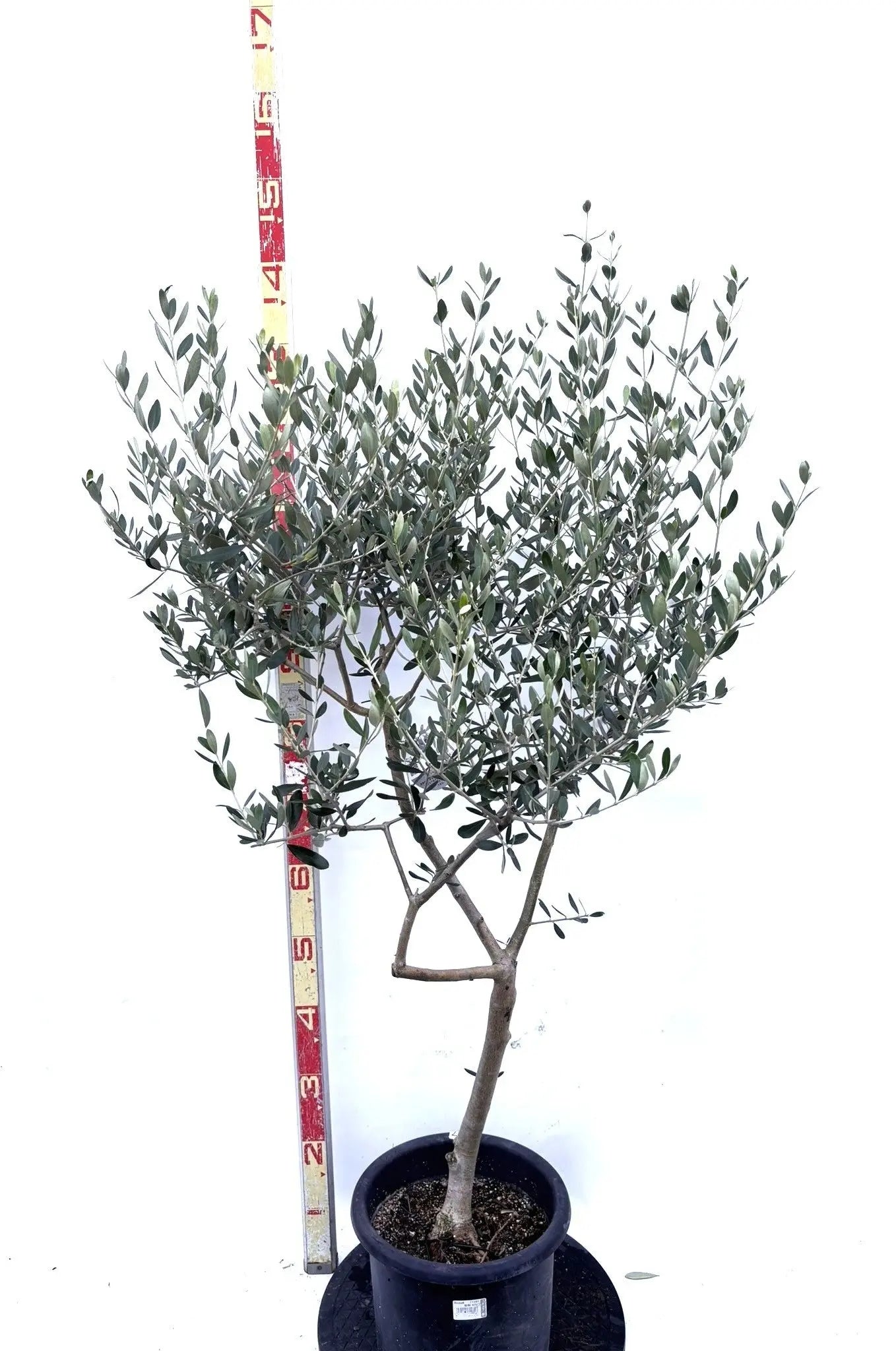 NEWルッカ（オリーブの木）｜Mサイズ｜K-277｜約140cm｜人気・寒冷地OK・初心者向き 株式会社鶴亀園