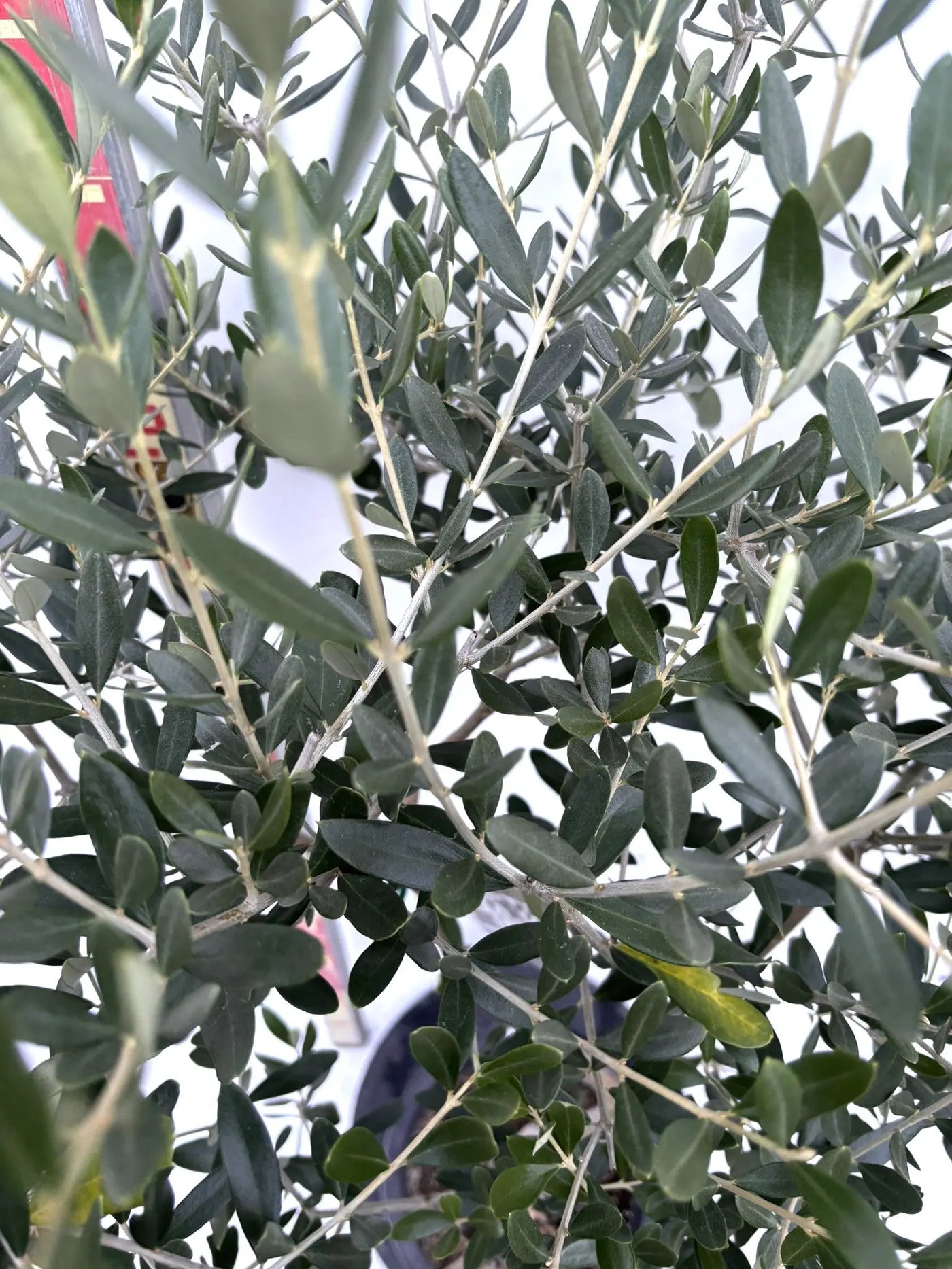 NEWルッカ（オリーブの木）｜Mサイズ｜K-277｜約140cm｜人気・寒冷地OK・初心者向き 株式会社鶴亀園