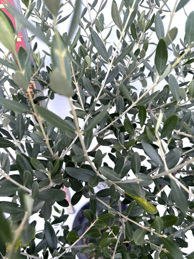 NEWルッカ（オリーブの木）｜Mサイズ｜K-277｜約140cm｜人気・寒冷地OK・初心者向き 株式会社鶴亀園