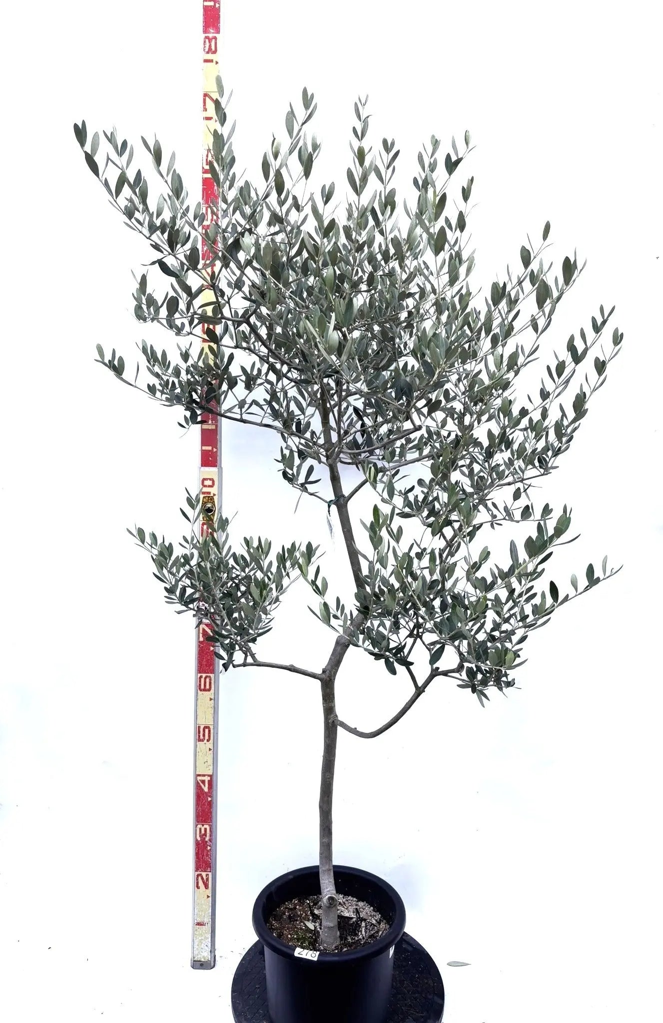 NEWルッカ（オリーブの木）｜Mサイズ｜K-278｜約160cm｜人気・寒冷地OK・初心者向き 株式会社鶴亀園